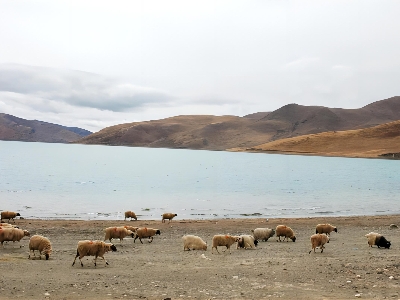Tibet