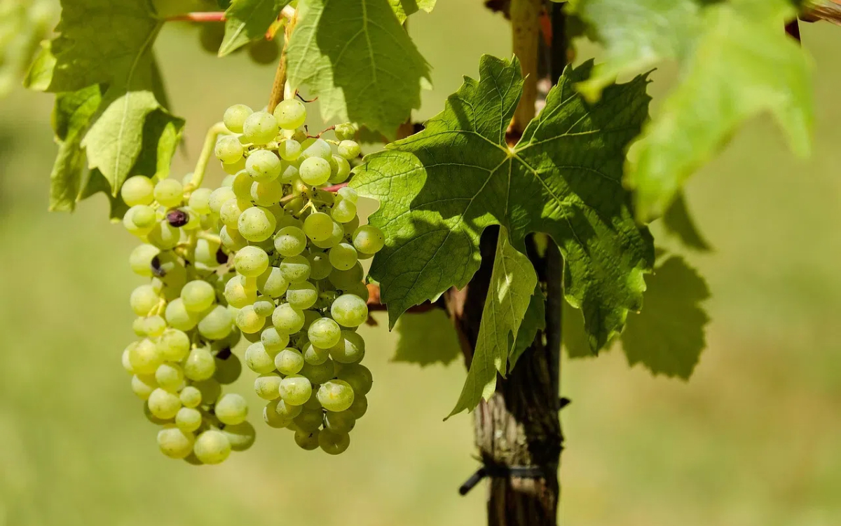 Grape Valley