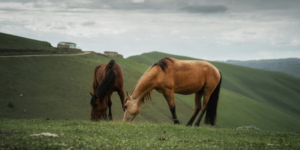 12-Day In-Depth Xinjiang Tour