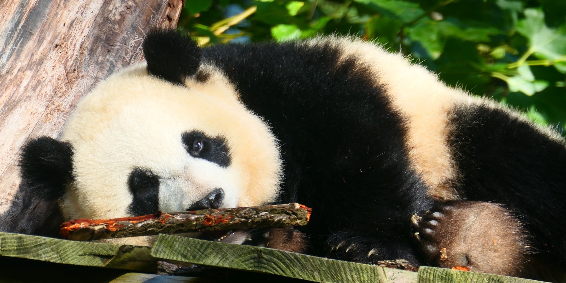 Day 2: Chengdu