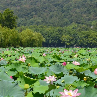 From West Lake to Ancient Temples: Hangzhou’s Top Highlights