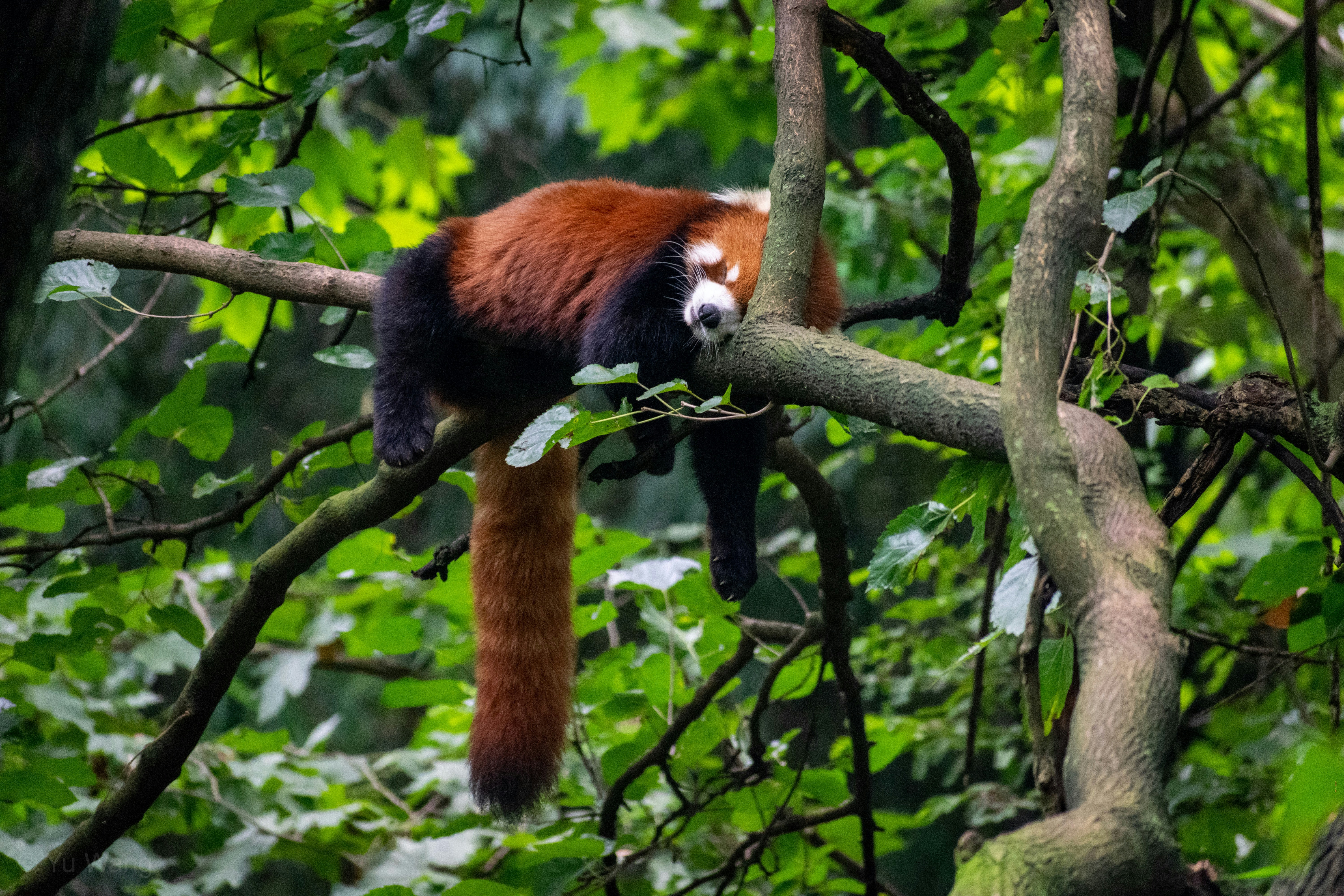 Chengdu: Unforgettable Experiences You Can't Miss