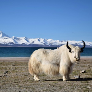 Unforgettable Adventures and Spiritual Journeys in Tibet
