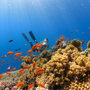 Sanya's Underwater Adventures: A Marine Wonderland