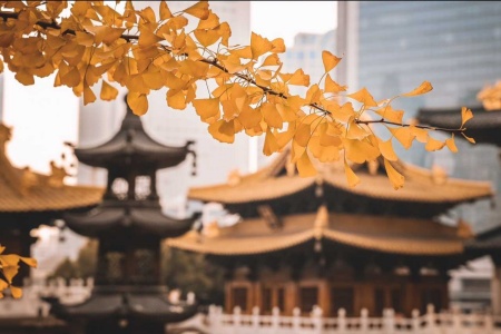 Wander around Shanghai with locals
