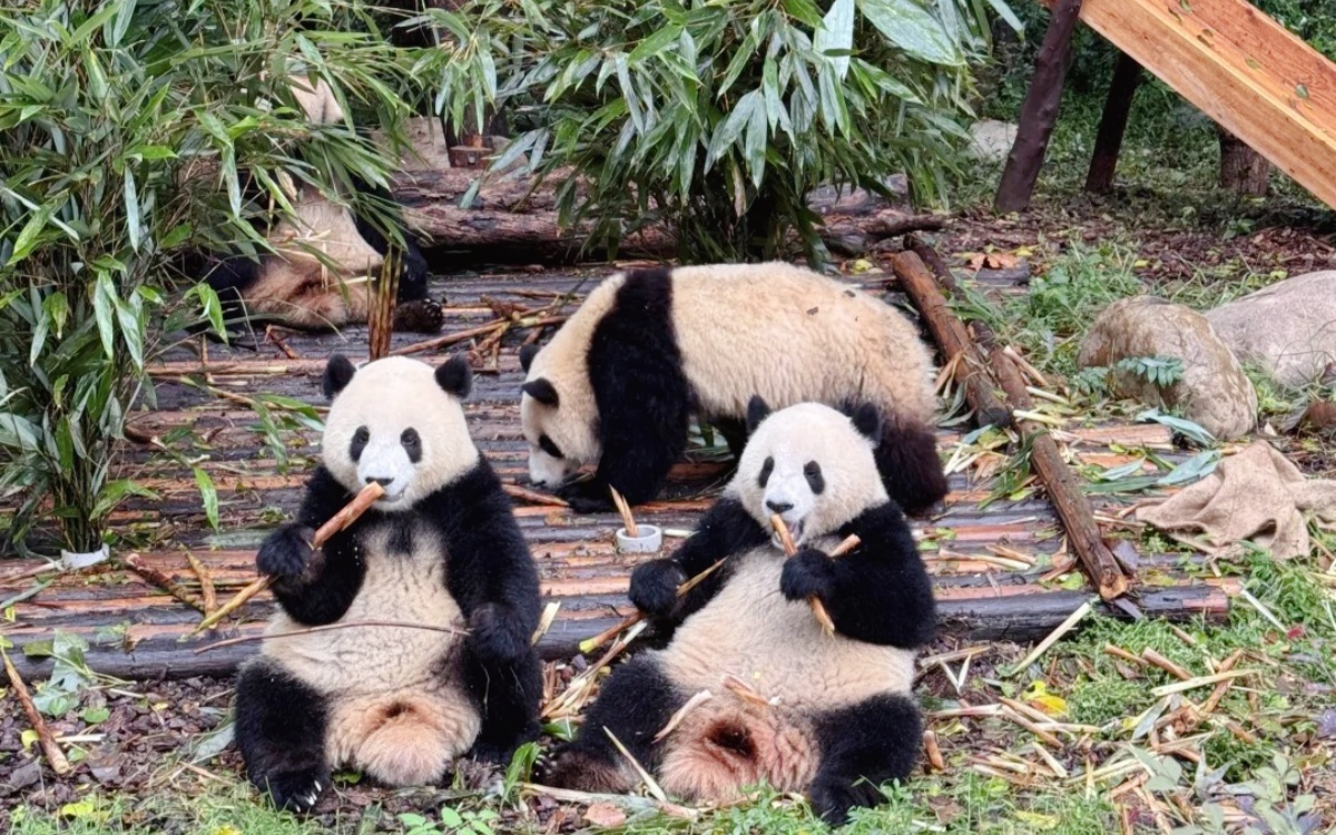 Day 7: Chengdu