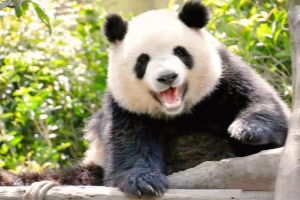 Chengdu_1