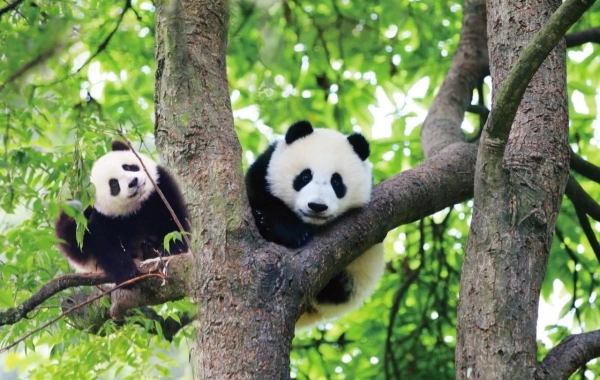 Chengdu_0