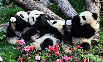 Tag 5: Chengdu