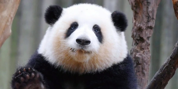 Día 5: Chengdu