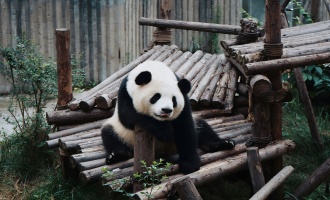 Day 1: Chengdu Arrival