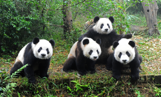Day 6: Chengdu