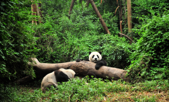 Tag 5: Chengdu