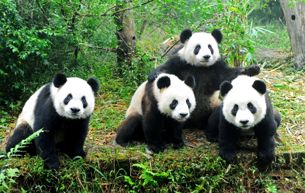 Day 10: Chengdu