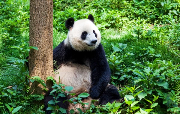 Chengdu Tours