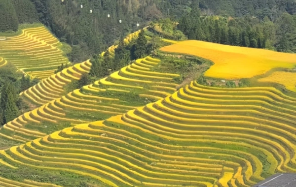 اليوم الرابع: يانغشو Longsheng 
