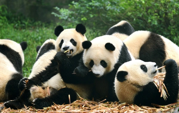 Jour 4: Panda Vallée