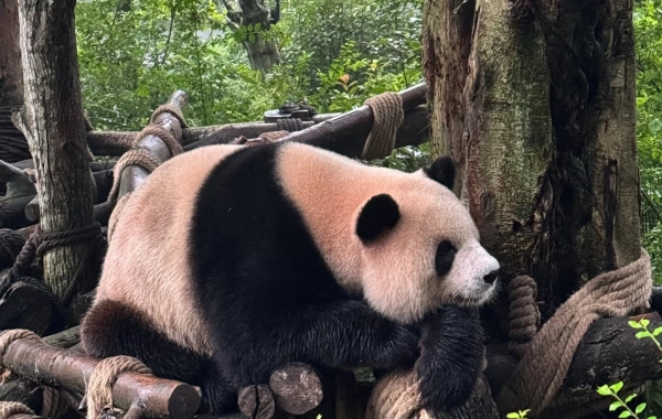 Giorno 4: Chengdu-Xi'an