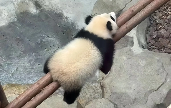 8日目:成都Chongqing