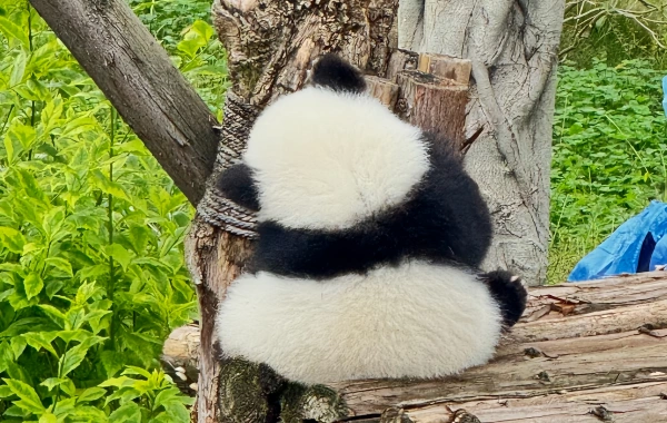 Panda Valley & Dujiangyan One-Day Tour