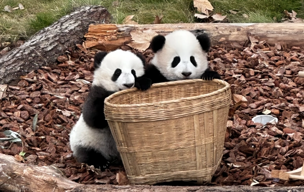 Panda Valley & Dujiangyan One-Day Tour