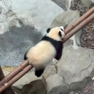 6-Day Chengdu Tour