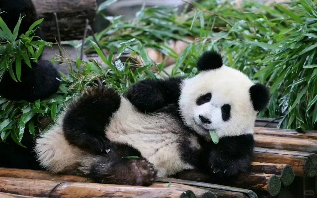 Day 5: Chengdu