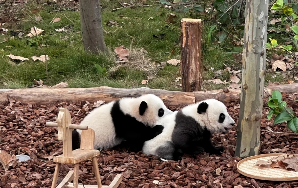 Day 2: Chengdu