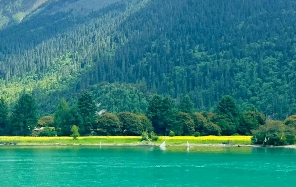 اليوم الرابع (بومي)